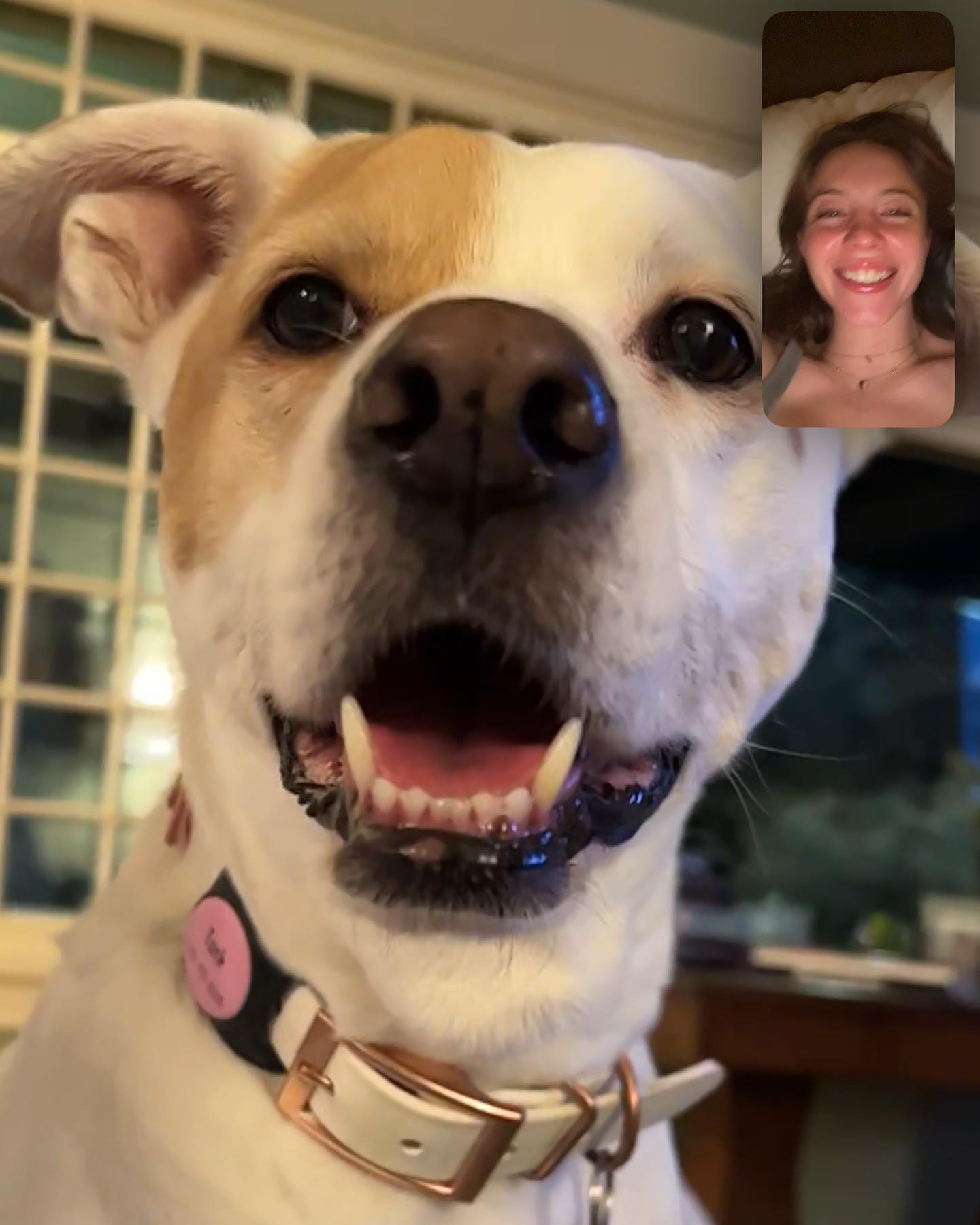 the image shows a closeup view of a happy, white and tan dog in the foreground.  the dog is wearing a white collar with a rose gold buckle and a small, pink dog tag.  in the background, on a phone screen, a smiling young woman is visible lying in bed. the dog appears to be participating in a video call with the woman.  the overall impression is one of warmth and connection.