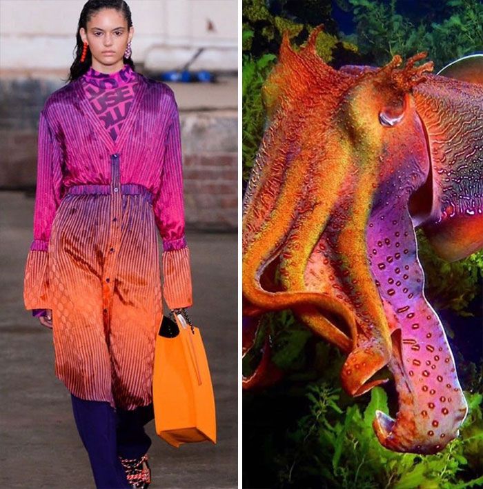 the image shows a split view with a fashion model on the left and a cuttlefish on the right. the model is wearing a long, ombre dress that goes from pink to purple to orange. she is also carrying an orange handbag. the cuttlefish is an iridescent color with shades of orange, pink, purple, and yellow. the cuttlefish is swimming underwater with green plants in the background. the image is a combination of fashion and nature, showing how the two can be intertwined.