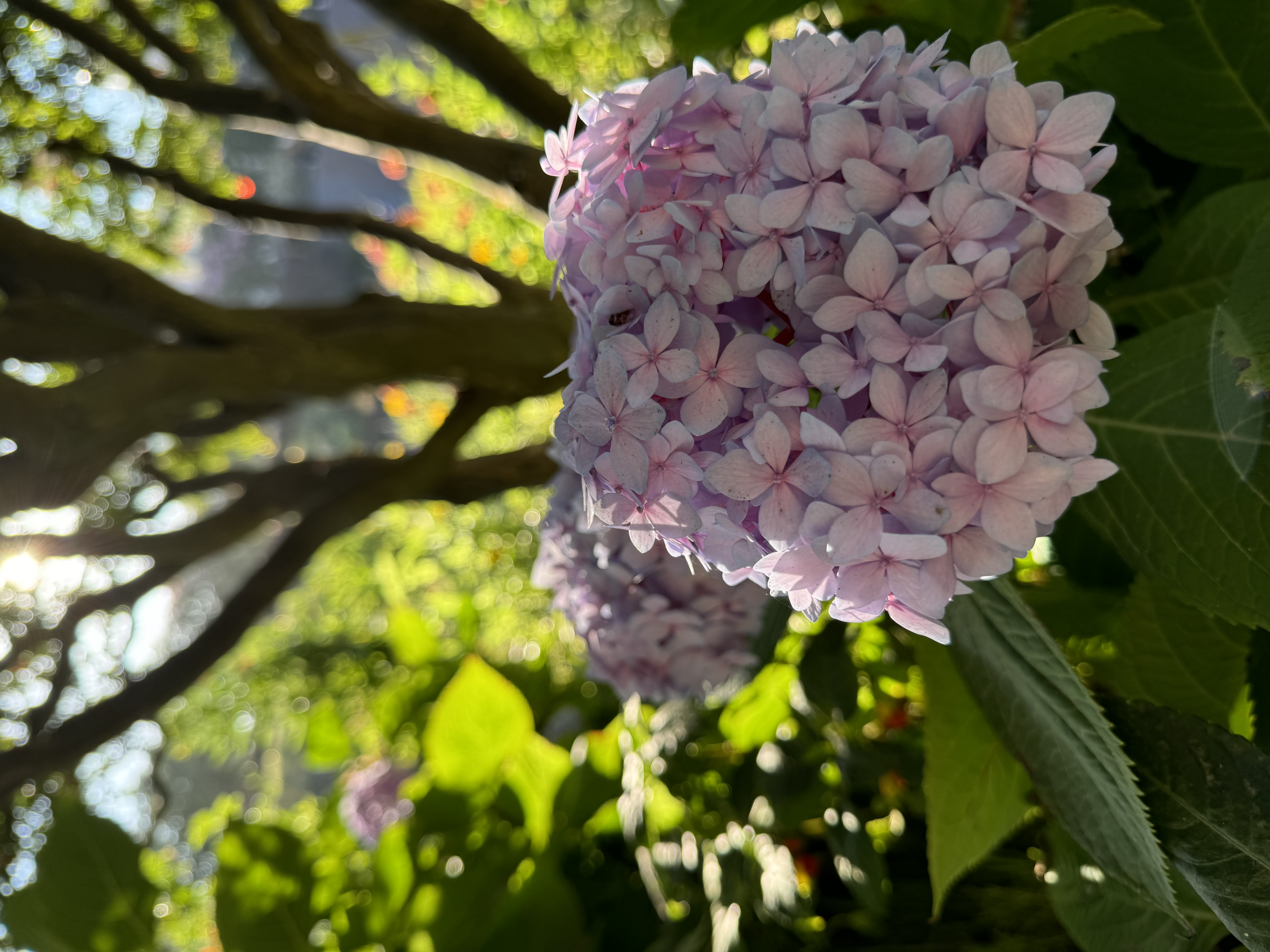 the image shows a cluster of light purple hydrangeas in bloom. the flowers are in focus and are positioned slightly offcenter to the right, with the sun shining behind them from the upper left, creating a backlit effect. the hydrangeas are surrounded by green leaves and the branches of a tree are visible in the background, suggesting the flowers are located in a garden or park.  the overall impression is one of a serene and beautiful natural setting.