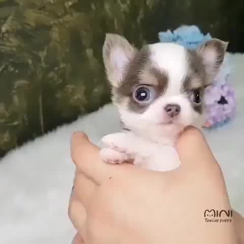 a tiny, white and brown chihuahua puppy is being held in a person's hand. the puppy is looking at the camera with big, brown eyes. the puppy's fur is soft and fluffy.  the person's hand is gently cradling the puppy. the background is blurred.  the puppy has tiny paws and a cute little tail.