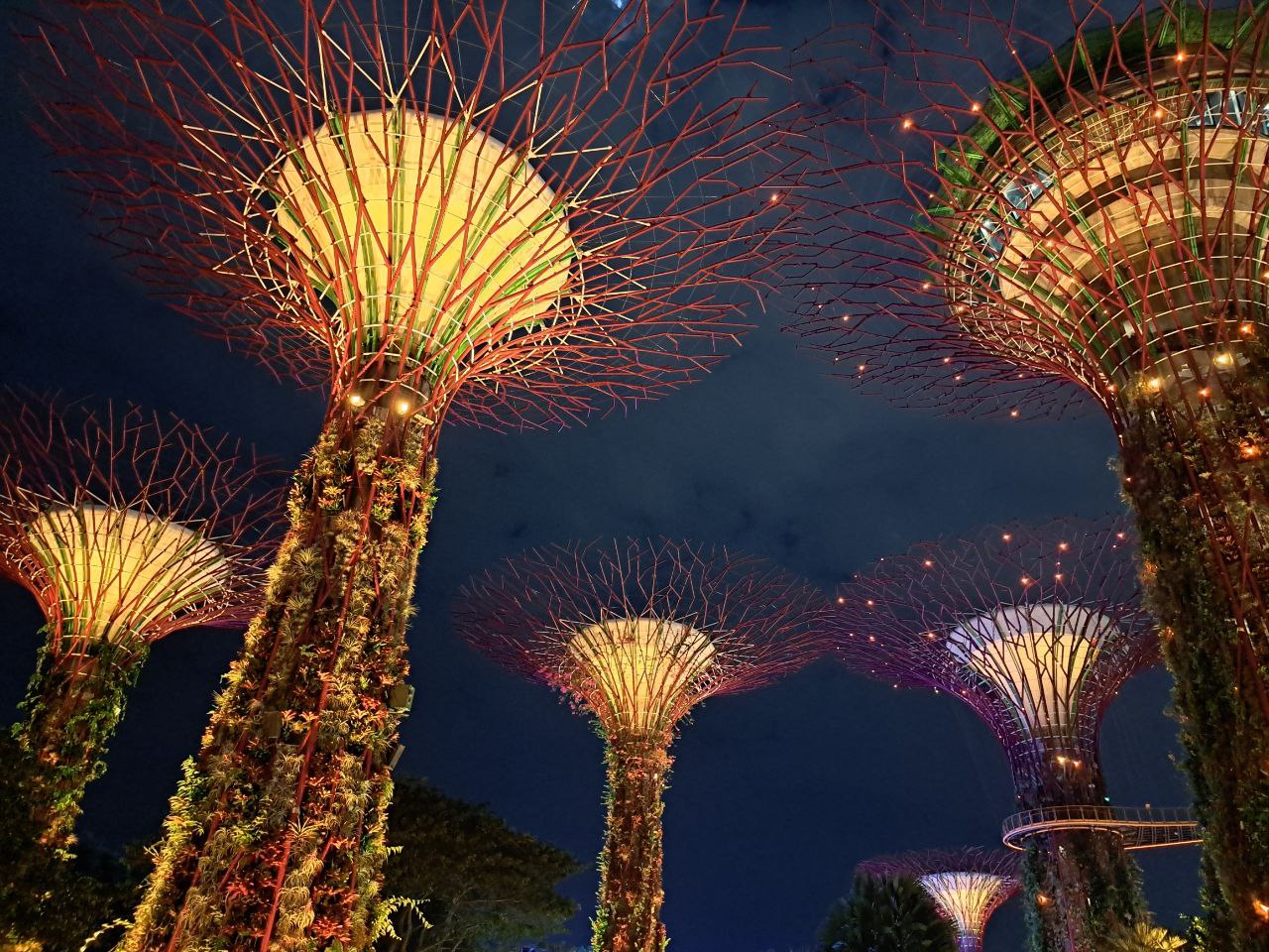 a low angle view of the supertree grove at gardens by the bay in singapore at night. the supertrees are illuminated with lights, creating a magical and futuristic atmosphere. the trees are surrounded by lush greenery and the city skyline can be seen in the background.  the view is from the ground looking up at the trees.