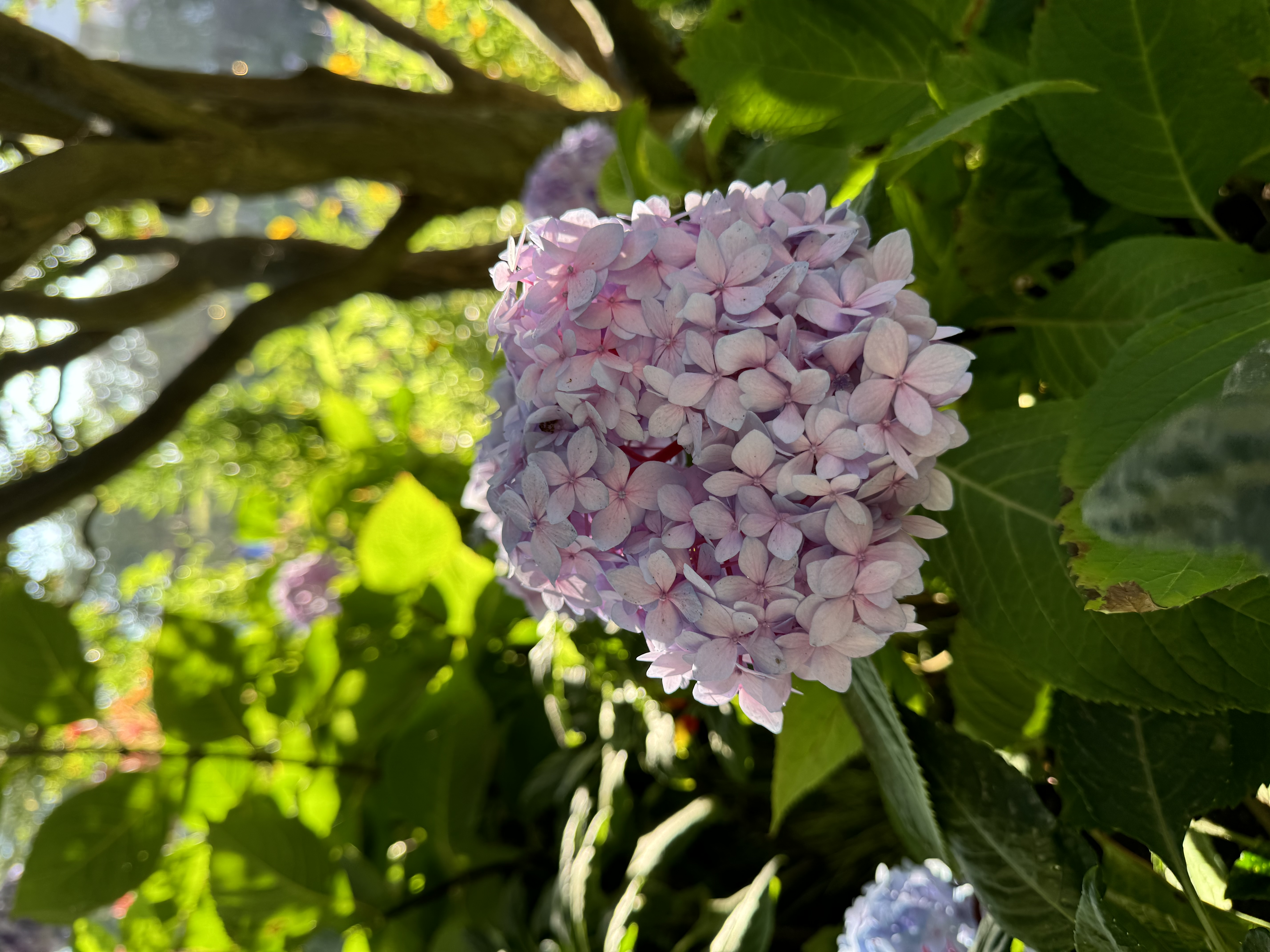 the image shows a closeup of a light purple hydrangea flower in full bloom. the flower is made up of many small florets clustered together. it is surrounded by lush green leaves and the branches of a tree are visible in the background, dappled with sunlight. the overall impression is of a bright and sunny day in a garden.