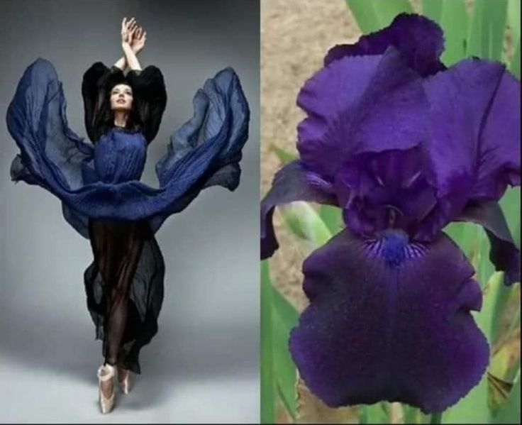 the image shows a woman in a flowing blue dress dancing in a studio. she is a ballerina with her arms raised above her head and her legs in a graceful position.  the woman is posed against a plain grey backdrop. the right side of the image shows a vibrant dark purple iris in full bloom. the flower is set against green foliage. the image contrasts two images of beauty, one with a human figure, and the other with nature.