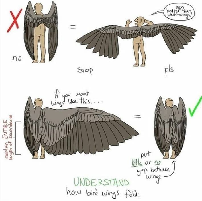 the image is a drawing tutorial demonstrating how to accurately depict birdlike wings, specifically focusing on how the wings fold and should be drawn to appear more realistic.  it contrasts an incorrect way of drawing wings (spread wide apart) marked with an "x," with the correct way (wings folded close together) marked with a checkmark. the tutorial emphasizes understanding bird wing structure and minimizing the gap between the folded wings for a more natural look.  the improved method is described as even better than simply drawing "waistwings" (wings attached at the waist). the tutorial includes visual examples and clear explanations.