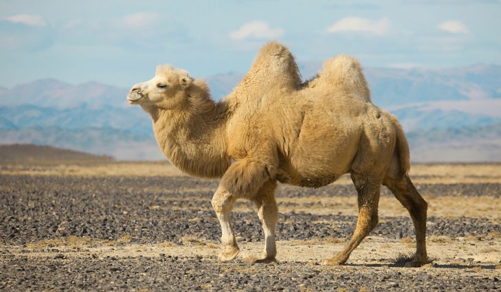 a camel walks through a dry desert landscape. the camel is facing the left side of the image and is walking on sand. there are mountains in the background. the sky is blue with white clouds.