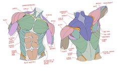 the image presents a detailed anatomical diagram of the human male torso, highlighting the muscular system. the front and back views are shown, with individual muscles and muscle groups meticulously outlined and labeled. the diagram employs a colorcoded scheme to differentiate various muscle groups, facilitating visual understanding of their structure and positioning.