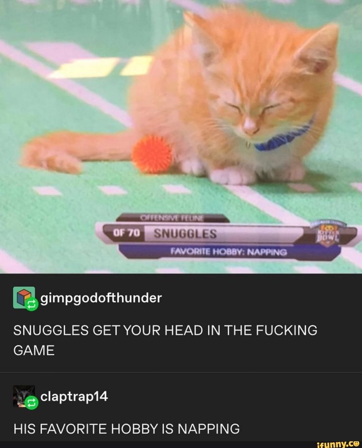 a meme depicting a cat lying on a green, artificial turf field. above the cat are two footballthemed graphics, one that says "snuggles", and one that says "favorite hobby: napping." the meme is written as if the cat is a football player. the text above the cat says, "snuggles get your head in the fucking game." the text below the cat says "his favorite hobby is napping."  the meme plays off the idea that the cat is so tired it can't even play football.