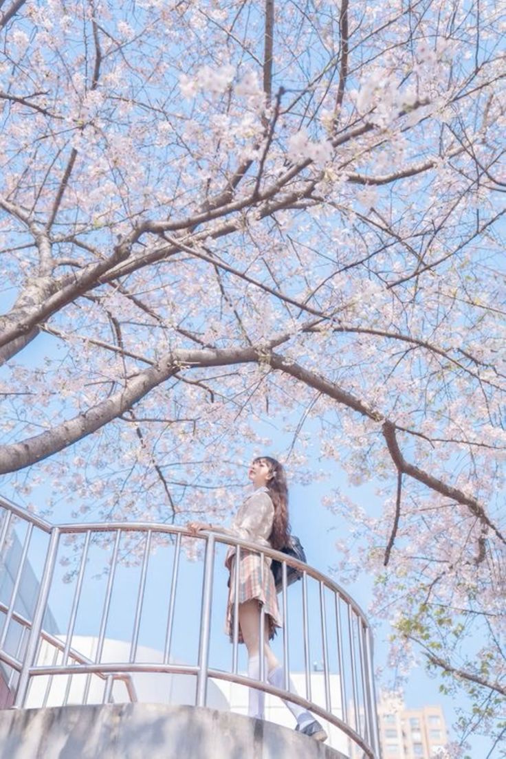 a young asian schoolgirl in a pleated skirt and sweater stands on a balcony, looking up at a cherry blossom tree in full bloom. the scene is dreamy and pastel, with soft light and a blue sky. she is carrying a backpack and wearing white socks and shoes.