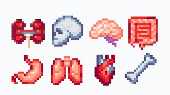 the image shows a collection of pixel art illustrations of various human organs, including the brain, heart, lungs, kidneys, stomach, intestines, and a bone.
