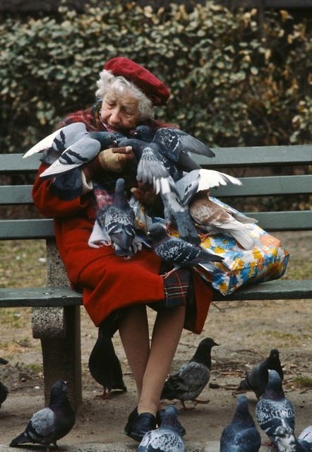 the image shows an elderly woman sitting on a park bench, completely surrounded by pigeons. she is wearing a red coat and a red beret, and her hands are full of seeds that she is feeding the birds. the pigeons are perched on her arms, shoulders, and lap, eagerly eating from her hands. there is a colorful floral bag next to her on the bench. several more pigeons are standing on the ground around her feet. the background shows a green leafy bush, suggesting the photo was taken in a park or other outdoor setting. the overall scene captures a peaceful moment of connection between the woman and the wildlife.