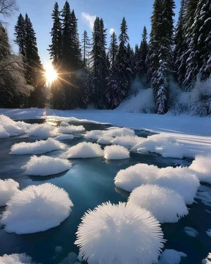 a scenic winter landscape featuring a partially frozen river with unusual, spiky ice formations floating on its surface. the sunlight peeks through tall coniferous trees bordering the river, illuminating the snowcovered banks and creating a serene, natural setting.