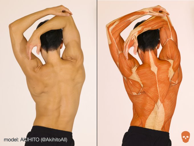 a split image showcasing a male model posing with his arms raised, highlighting the back muscles. the left side presents a regular photo of the model, while the right side overlays an anatomical illustration, revealing the complex network of muscles beneath the skin. this image serves as a valuable reference for artists, students, and anyone interested in human anatomy.