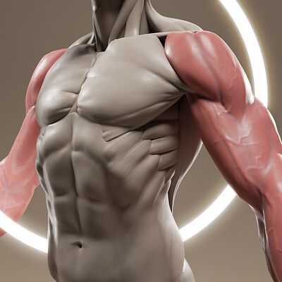 the image showcases a highly detailed 3d model of a male upper body, focusing on the intricate muscular structure. the model is devoid of skin, exposing the muscles, tendons, and skeletal structure beneath.  the lighting is dramatic, with a bright rim light highlighting the contours of the figure against a neutral background. this emphasizes the form and definition of the muscles, creating a sense of depth and realism.
