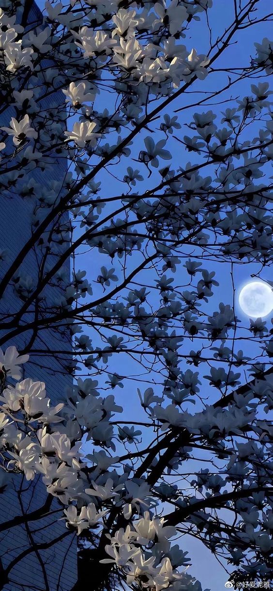 the image captures a serene night scene with a blossoming magnolia tree in full bloom against a deep blue sky. the white magnolia flowers stand out against the dark branches and the bright full moon illuminating the sky. a tall building can be seen partially hidden behind the branches, suggesting an urban setting.