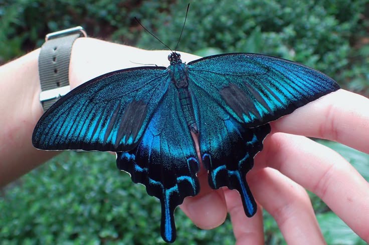 a vibrant blue and black ulysses butterfly rests on a person's hand. the butterfly's wings are iridescent, reflecting shades of blue. the background is out of focus greenery. the person is wearing a watch.