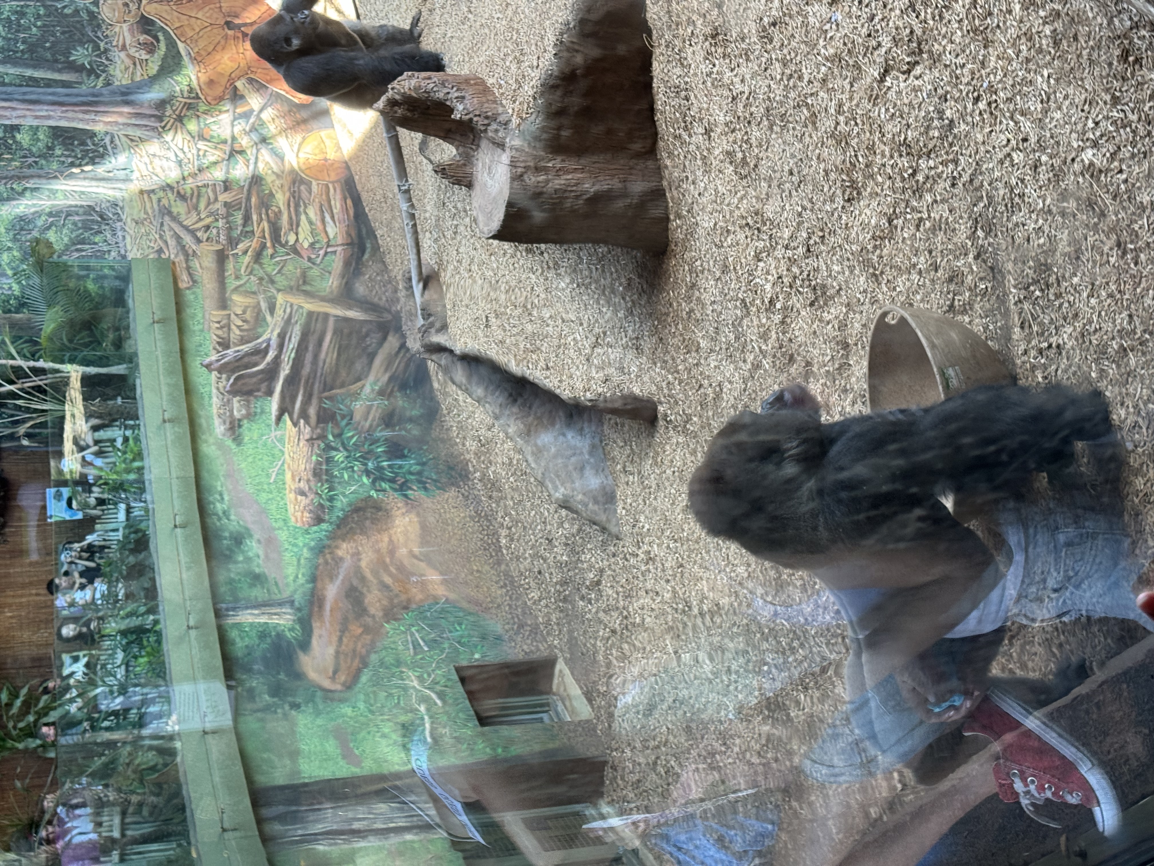 the image shows two gorillas in a zoo enclosure. the enclosure has a painted background depicting a forest scene. one gorilla is in the background, while the other, a younger gorilla, is closer to the viewer and appears to be looking for food in a bowl. there are people observing the gorillas from behind a glass partition. the lighting is bright and appears to be natural light coming from the top of the enclosure.