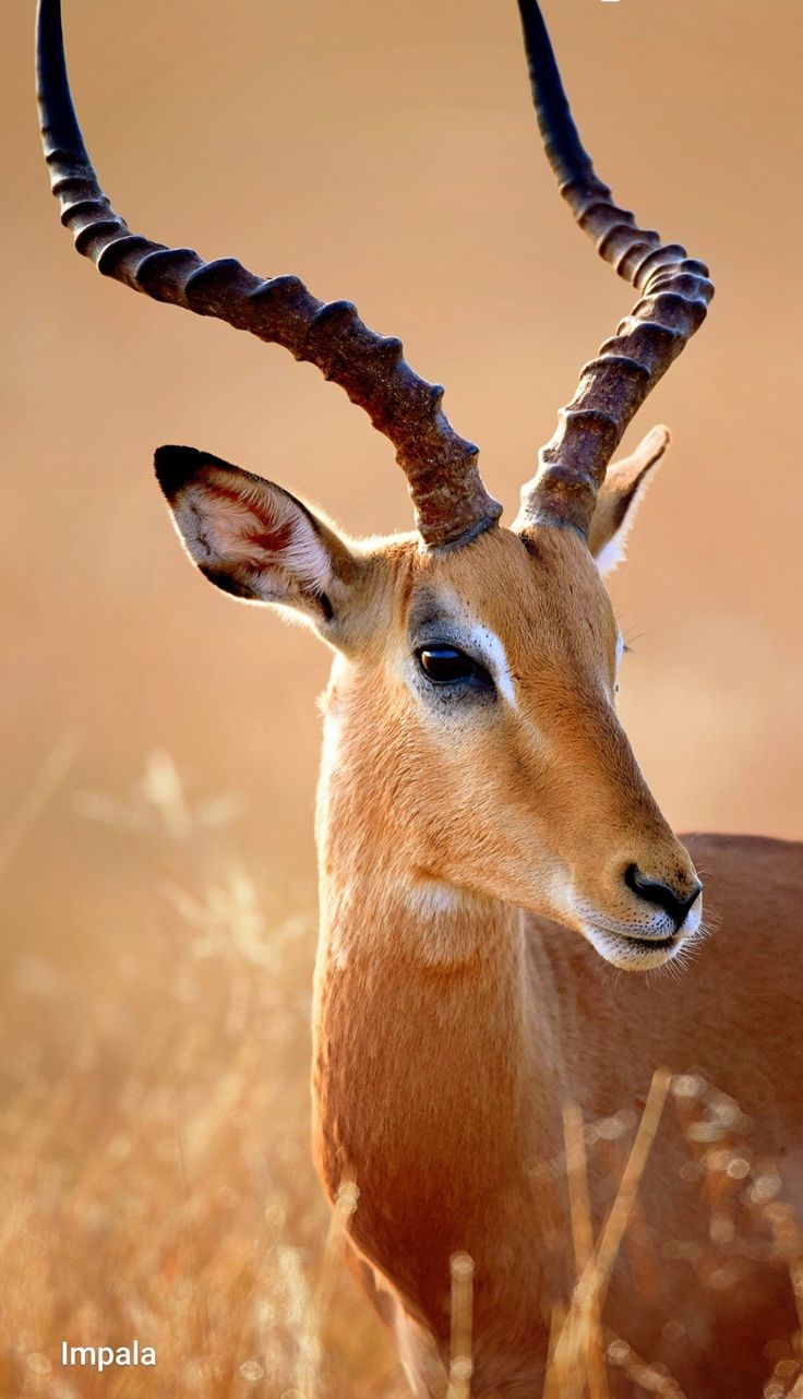 a close up portrait of a male impala with long curved horns. his head is turned to the side, his ears are perked up, and he is looking at something off camera. he has a beautiful dark eye. the background is out of focus, and it is a brown and yellow color. the impala is in a field with grass, and some tall plants are poking out of the background. the sun is shining brightly on the scene. the impala is standing in the middle of the image.