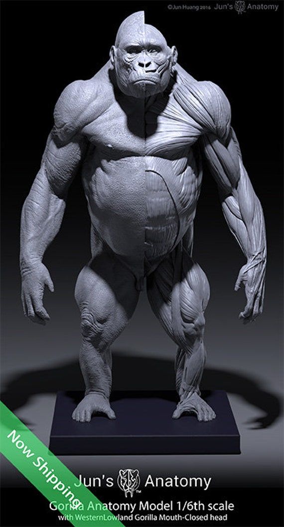 image of a detailed grey anatomical model of a gorilla, presented on a display stand. the model showcases both the gorilla's external appearance on one side and exposed musculature on the other. text in the bottom corner indicates it's a "jun's anatomy" model, specifically a 1/6th scale western lowland gorilla with a closed mouth. a "now shipping" banner is in the bottom left corner.