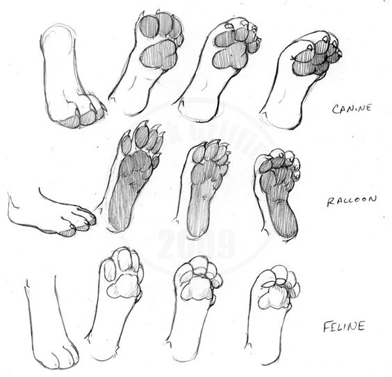 this is a sketch showing the anatomy of different animal paws and feet. it includes canine, raccoon, and feline paws and feet from different angles.