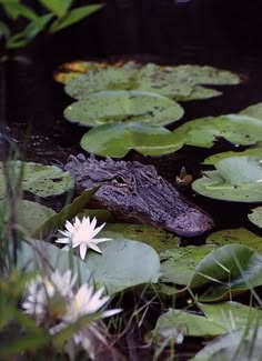 an alligator lurks in the murky waters of a swamp, its scaly hide blending seamlessly with the surrounding lily pads. the scene is a study in contrasts: the vibrant green of the water lilies and the serene water surface against the alligator's dark, almost sinister presence. the image captures the raw beauty and potential danger of the natural world.