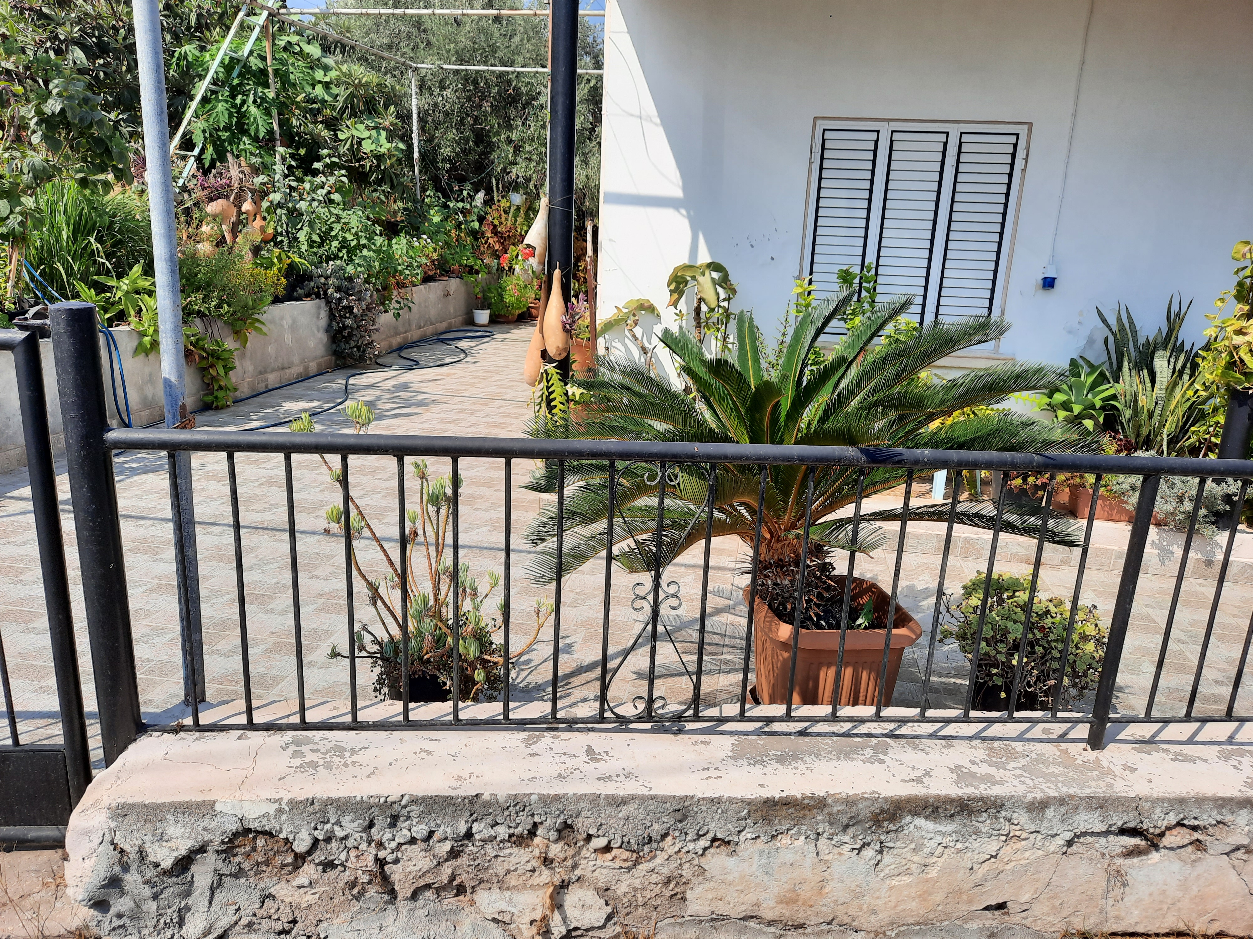 a view of a house's exterior from behind a black metal fence. several potted plants, including a sago palm, are visible in the space between the fence and the house. the house has white walls, a window with black shutters, and a roof. a garden with various plants and greenery extends beyond the patio area.