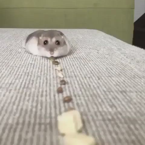 a small gray hamster sits on a soft white surface, with a trail of seeds leading away from it, possibly on a carpet or plush fabric. the hamster is looking at the seeds, seemingly interested in eating them.