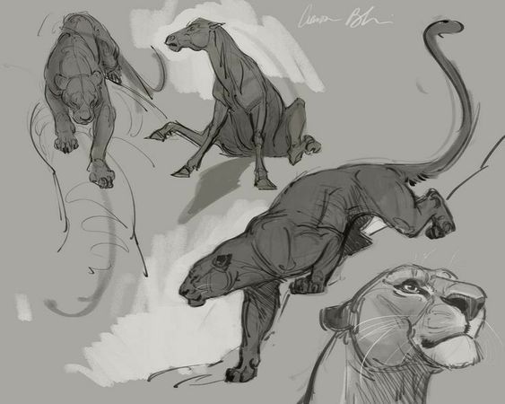 the image consists of five sketches of big cats in various poses. there are three sketches of panthers or leopards in different positions, and two sketches of a lioness's head. the sketches are done in grayscale, with varying degrees of detail.