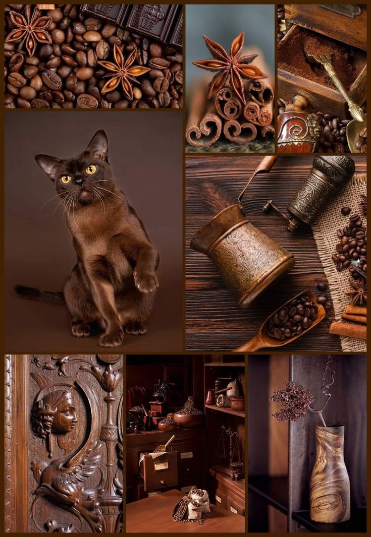 this is a collage image of different scenes. one scene shows a brown burmese cat sitting on a brown background. another scene shows coffee beans in a wooden spoon on a rustic wooden background. there is a wooden coffee pot with antique designs on it, also on a wooden surface. another scene shows coffee beans with a star anise and cinnamon sticks on a wooden surface. the last scene shows a wooden table with a wooden vase with dried flowers, and a antique wooden cabinet behind it. all these scenes are related to the theme of coffee. the wooden theme makes the collage look very rustic and vintage.