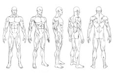 a sketch of five male figures in different poses showing muscle definition and the anatomy of the human body.  the figures are drawn in a simple style with outlines and some shading to show the muscles.  the figures are all standing upright and facing forward except for the third figure which is turned sideways.  the figures are all drawn in the same style and have similar proportions.