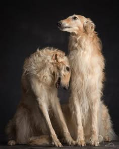 two dogs are facing each other and looking at each other. they are both light brown with white accents on their faces. they are both sitting on a dark background.