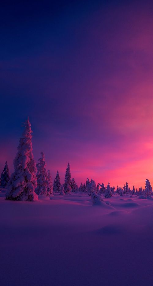 a winter landscape with snowcovered trees under a pink and purple sunset sky. the trees are silhouetted against the colorful sky, and the snow is a deep purple color. the scene is peaceful and serene.