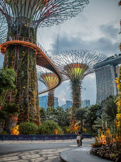 the image showcases the iconic supertrees at gardens by the bay in singapore during the evening twilight.  the towering, treelike structures are illuminated, their intricate metalwork silhouetted against the cloudy sky.  a connecting walkway weaves between the supertrees, providing a vantage point high above the gardens.  in the background, the modern skyscrapers of singapore's city skyline are visible.  a couple of tourists are seen standing on the pathway in the foreground, providing a sense of scale. lush tropical vegetation surrounds the supertrees and fills the space between them and the city buildings.  the overall impression is one of a futuristic, technologically advanced, yet naturally integrated urban landscape.