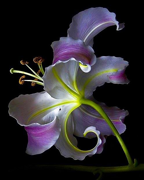 the image is a stunning closeup macro photograph of a single lily flower against a completely black background. the lily is predominantly white and pale purple, with vibrant green stems and yellowgreen accents on the petals. the petals are delicately curved and ruffled, exhibiting a graceful, almost swirling form.  the flower's stamens and pistil are visible, adding detail and texture. the lighting highlights the flower's delicate structure and subtle color variations, creating a striking contrast against the dark backdrop. the overall effect is one of elegance and ethereal beauty.