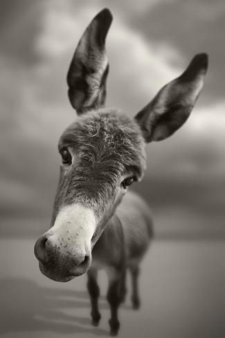 a black and white, closeup portrait of a donkey with its long ears prominently displayed. the animal is facing forward with a cloudy sky in the background. the donkey's nose and face are in sharp focus, while the rest of its body is slightly blurred.