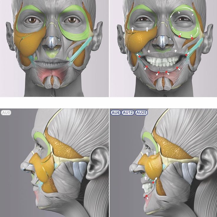 the image is a 3d anatomical illustration showcasing the muscles of the face. it provides both front and side views for a comprehensive understanding. the muscles are meticulously detailed and colorcoded for clarity.  this type of illustration is commonly used for educational purposes in fields like medicine, anatomy, and art.