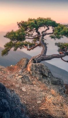 the image is of a pine tree growing on a mountaintop. the tree is leaning to the right, and its branches are spread out wide. the mountain is covered in rocks and grass, and the sky is a soft pink color. the image has a calm and peaceful feel to it.