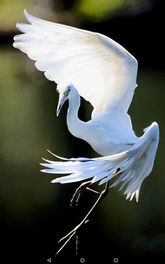 a white egret is captured midflight with its wings spread wide, showcasing its elegant form against a blurred green background. the bird's plumage appears bright and pristine, contrasting with the darker hues of the surrounding environment.