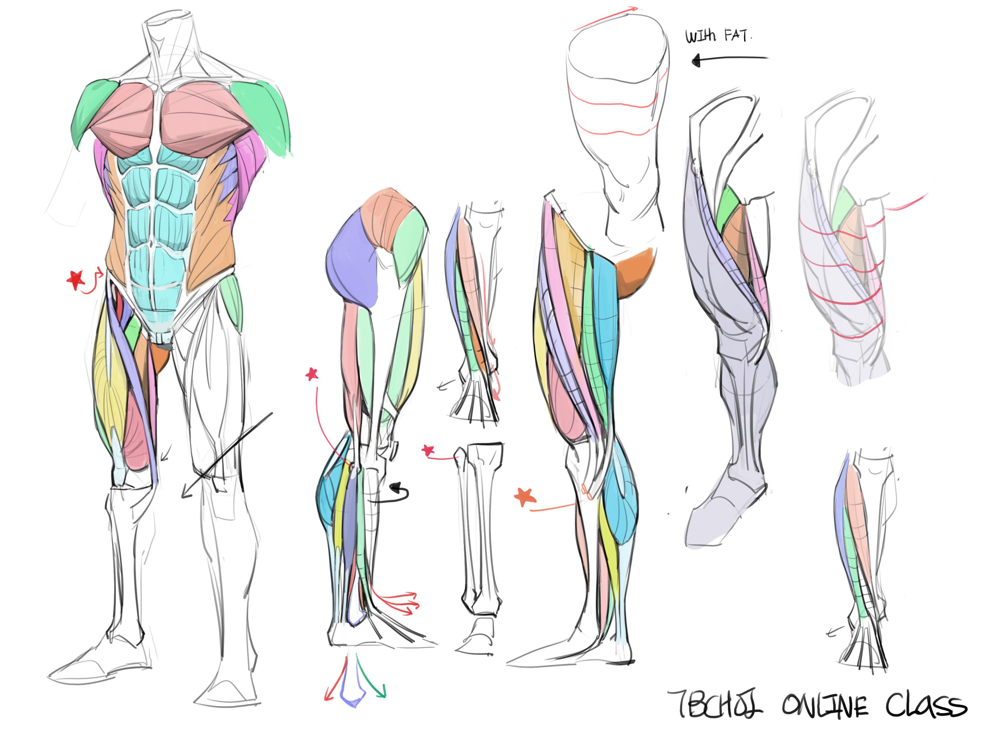 the image is a detailed anatomical drawing showing the muscles of the human body, specifically focusing on the legs and torso.  multiple views are presented, including a fullbody view with colorcoded muscles, closeups of leg muscles from different angles, and simplified versions to illustrate form under fat.  there are also depictions of the underlying skeletal structure in some sections. the style is a blend of anatomical accuracy and artistic interpretation, suitable for educational or artistic purposes.  "7bchoi online class" is written at the bottom, suggesting its use as educational material.  the use of color coding aids in identifying and understanding different muscle groups.  red stars are used to indicate key points or areas of focus within the drawing.