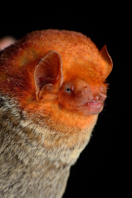loseup profile view of an orange bat against a black background. the bat's fur is a vibrant orange on its head and upper body, gradually transitioning to a grayishbrown on its lower body.  its ears are visible, and its small eyes are partially visible. the image is sharply focused on the bat's face and upper body. the overall impression is one of a unique and striking animal portrait.