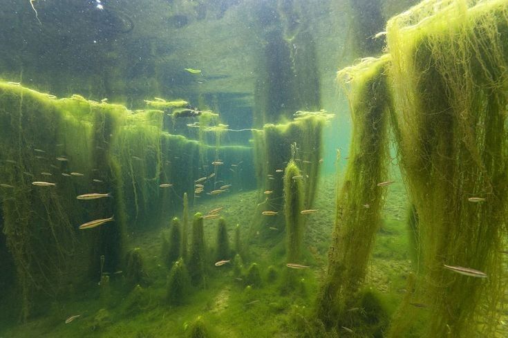 this image shows an underwater view of a freshwater ecosystem. green algae and seaweedlike plants dominate the scene, with small fish, likely minnows, swimming among the vegetation. the environment appears lush and dense with aquatic life.