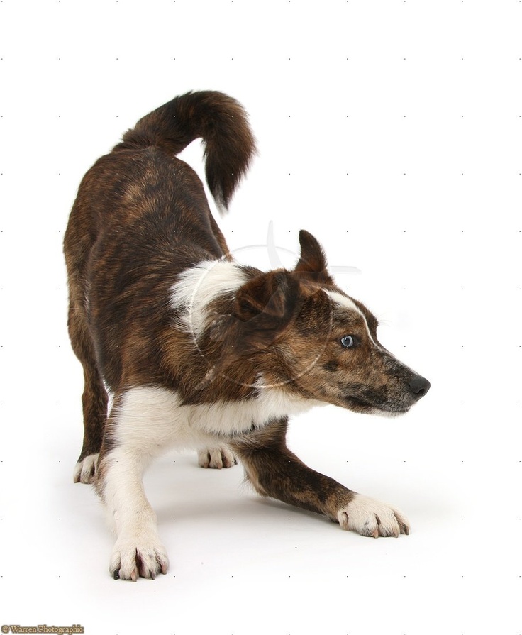 brown and white merle border collie puppy is shown in a playful crouch, its body low to the ground. the dog is looking to the right of the frame and has bright blue eyes. the image is set against a plain white background.