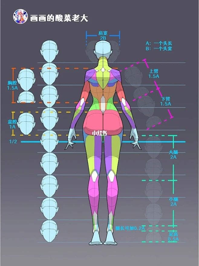 the image is an illustration providing a guide on human female anatomy and proportions for drawing purposes. it shows the back view of a stylized female figure segmented and colorcoded to illustrate the different body parts and their proportions in relation to the head length. measurements and ratios are marked along the figure to aid in understanding body proportions for drawing.