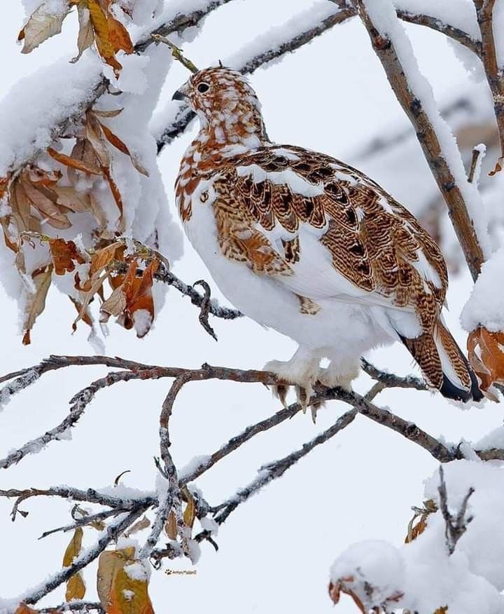 the image shows a willow ptarmigan perched on a snowcovered branch in winter. the bird's plumage is a mix of white and brown, providing camouflage against the snowy background. the branches are covered in snow, and some dead leaves remain.