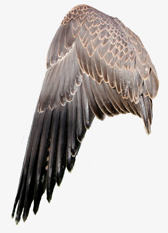 the image shows a single bird wing, slightly bent as if in motion, set against a plain white background. the feathers are predominantly dark brown with subtle variations in shade, giving a sense of depth and texture. the detail of individual feathers, particularly the longer flight feathers, is clearly visible.