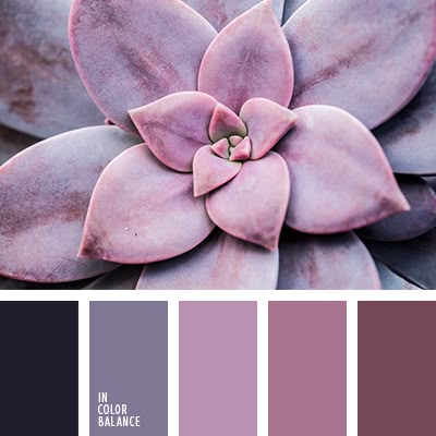 a closeup image of a purple succulent plant with a color palette of varying purple shades below it. the plant has a rosette shape with thick, fleshy petals. the color palette showcases shades from deep purple to lighter lavender.