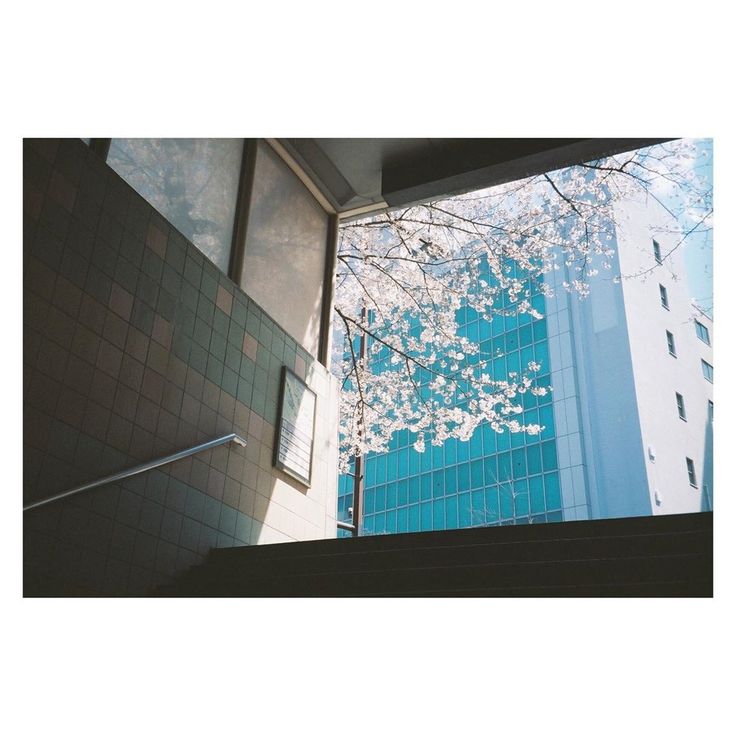 the image shows a stairway leading down into an underpass. the walls of the underpass are tiled in a muted green and brown color scheme. a metal railing runs along the side of the stairs. above, a branch of a cherry blossom tree is in full bloom, its white flowers contrasting beautifully with the clear blue sky and tealcolored glass building in the background.  the sunlight casts shadows and highlights, creating a tranquil and peaceful atmosphere. the overall aesthetic is pastel and evokes a sense of spring in a japanese city.