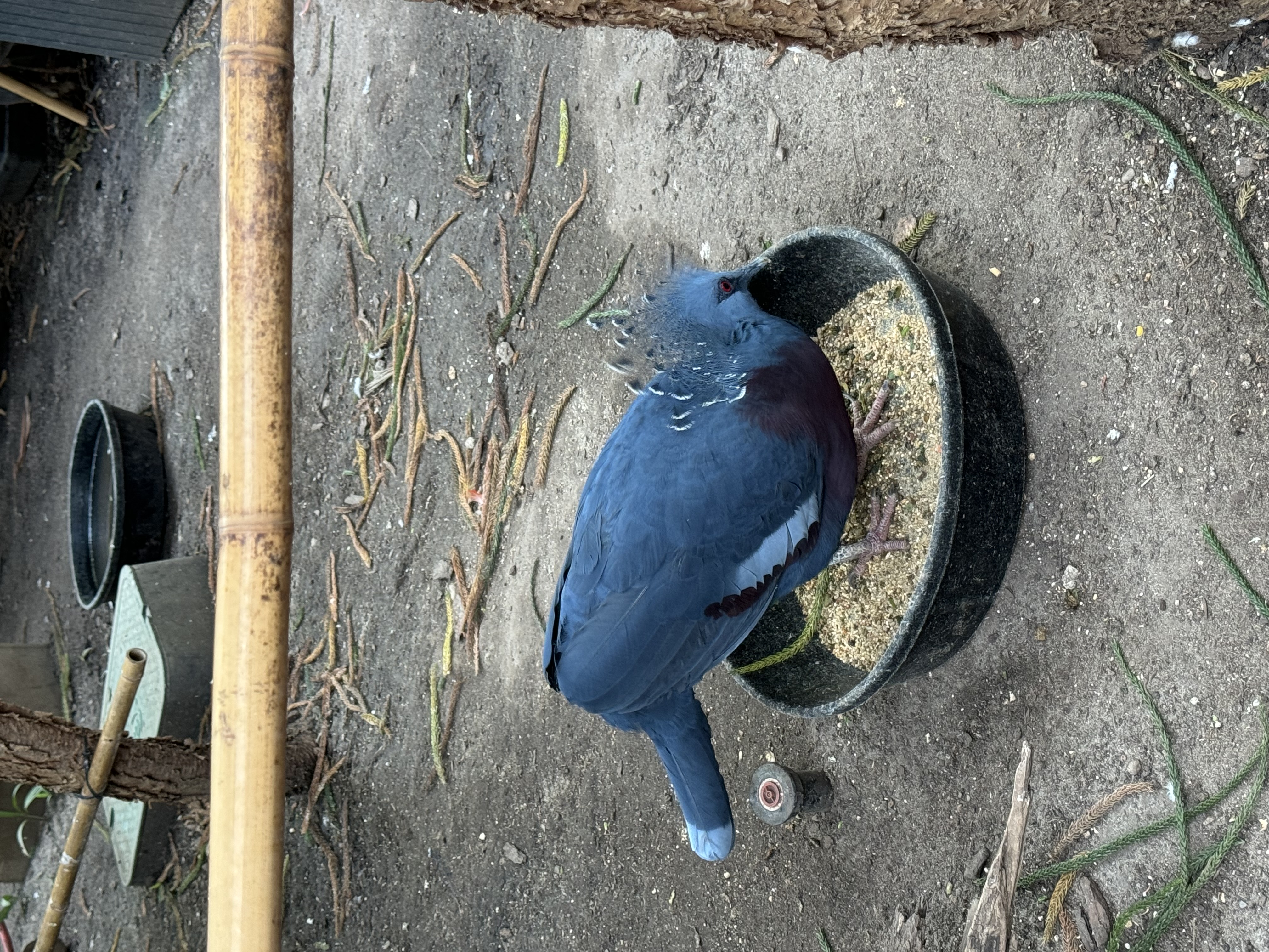 a victoria crowned pigeon is photographed eating from a black bowl on the ground. the pigeon is a vibrant blue with maroon feathers on its underside. its crown feathers are slightly raised. the ground is dirt and there is a bamboo railing in the background.