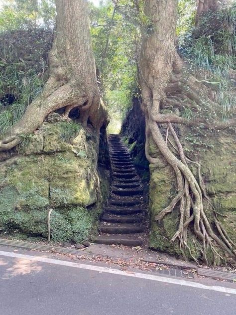 a set of stone stairs is nestled between two mosscovered rock formations with trees growing out of them. the trees have exposed roots that cascade down the sides of the rocks. a road runs along the base of the rocks.