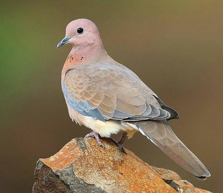 a laughing dove (streptopelia senegalensis) perches on a rock. the dove has pinkishtan plumage on its head and neck, brownishgray wings with hints of blue, and a long, slender tail. the dove is perched on a brown and orange colored rock against a blurred background of green and brown hues.