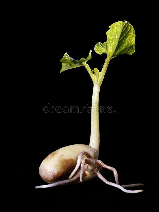 a closeup of a bean sprout, showing the seed, root, and stem with its leaves. the sprout is against a black background.